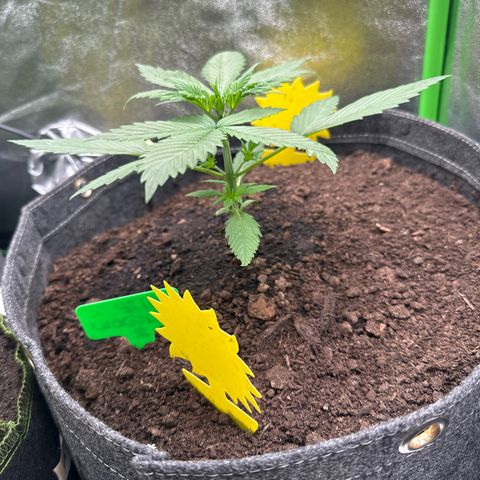 White Widow # 2 growlog timeline photo
