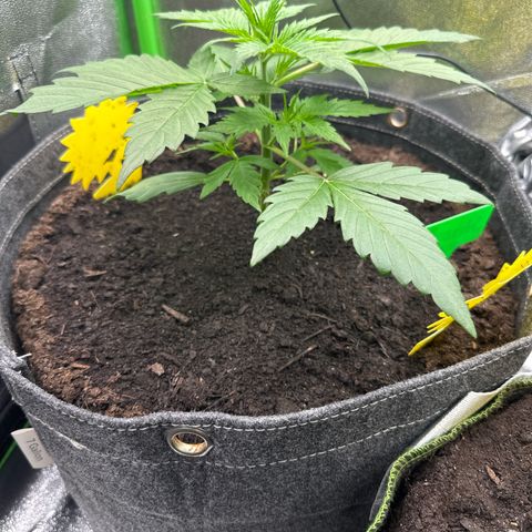 StrawZ # 1 growlog timeline photo