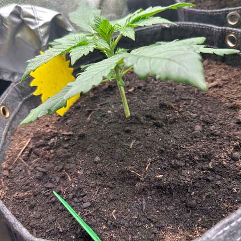 StrawZ # 2 growlog timeline photo