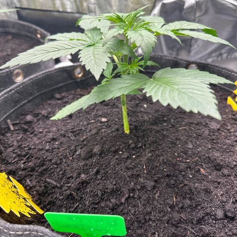 White Widow # 1 growlog timeline photo