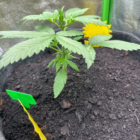 White Widow # 2 growlog timeline photo