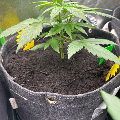 StrawZ # 1 growlog timeline photo