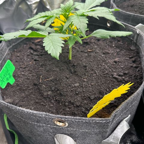 StrawZ # 2 growlog timeline photo