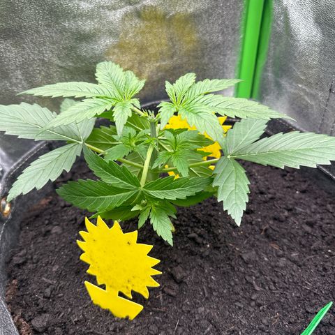 White Widow # 1 growlog timeline photo