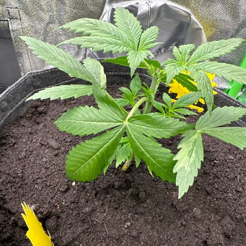 White Widow # 2 growlog timeline photo