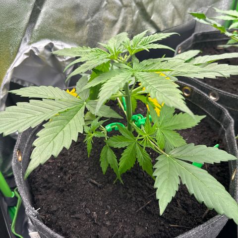 StrawZ # 1 growlog timeline photo