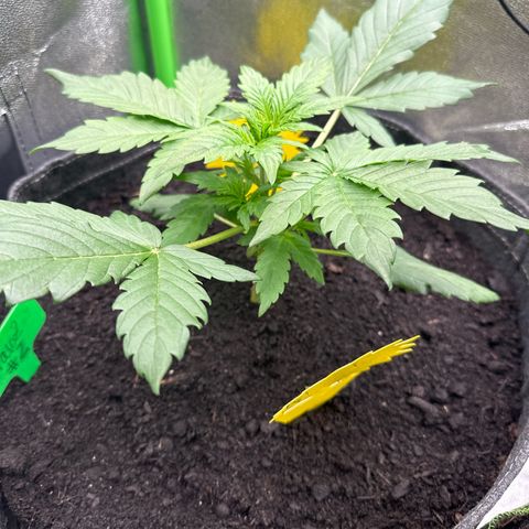 StrawZ # 2 growlog timeline photo