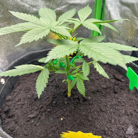 White Widow # 2 growlog timeline photo