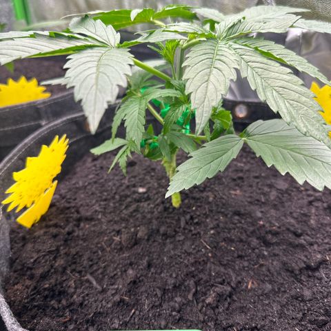 White Widow # 1 growlog timeline photo