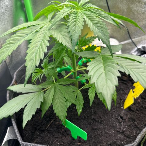 StrawZ # 1 growlog timeline photo