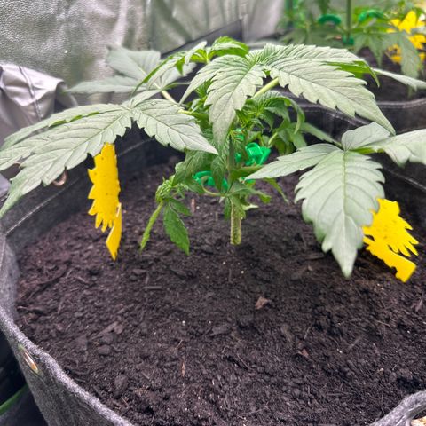 StrawZ # 2 growlog timeline photo