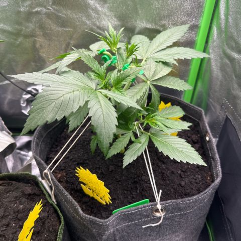 White Widow # 1 growlog timeline photo