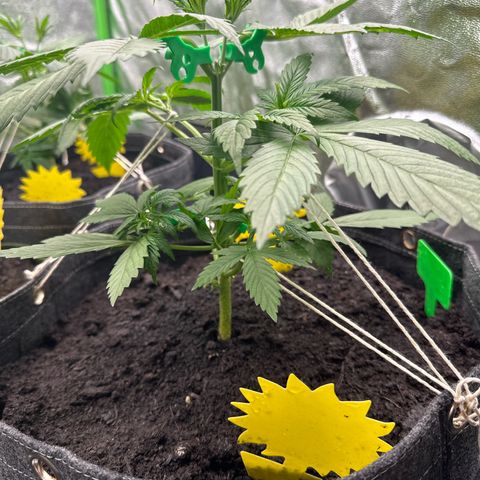 White Widow # 2 growlog timeline photo