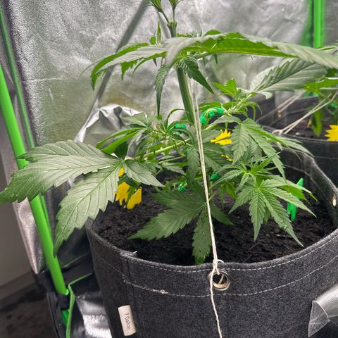 StrawZ # 1 growlog timeline photo
