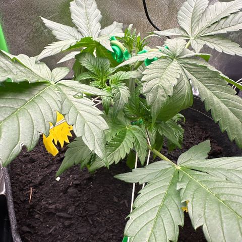 StrawZ # 2 growlog timeline photo