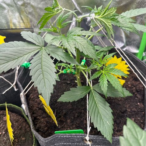 White Widow # 1 growlog timeline photo