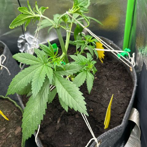 White Widow # 2 growlog timeline photo