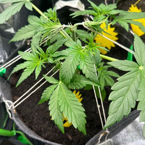 StrawZ # 2 growlog timeline photo