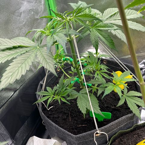 StrawZ # 1 growlog timeline photo