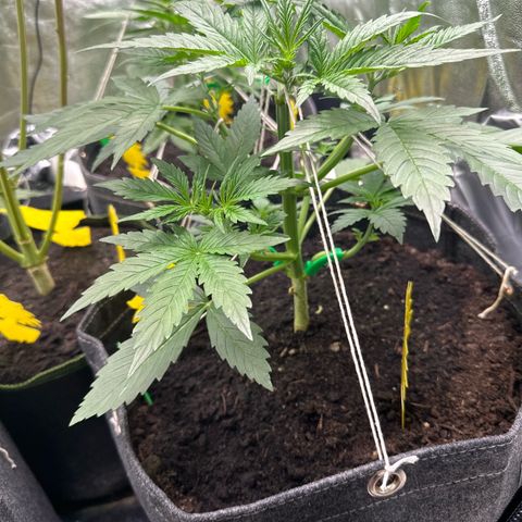 White Widow # 1 growlog timeline photo