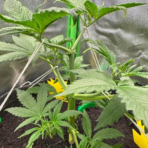 White Widow # 2 growlog timeline photo