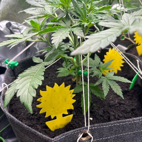 StrawZ # 2 growlog timeline photo