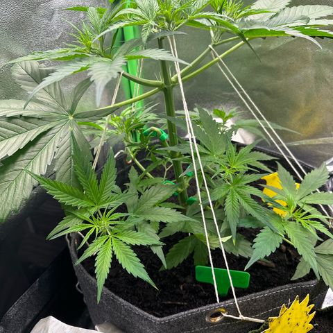 StrawZ # 1 growlog timeline photo