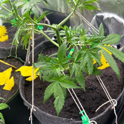 White Widow # 2 growlog timeline photo