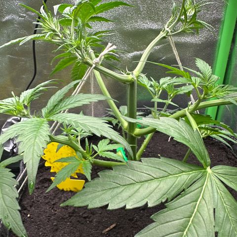 White Widow # 1 growlog timeline photo