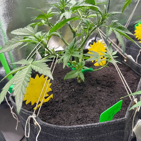 StrawZ # 2 growlog timeline photo