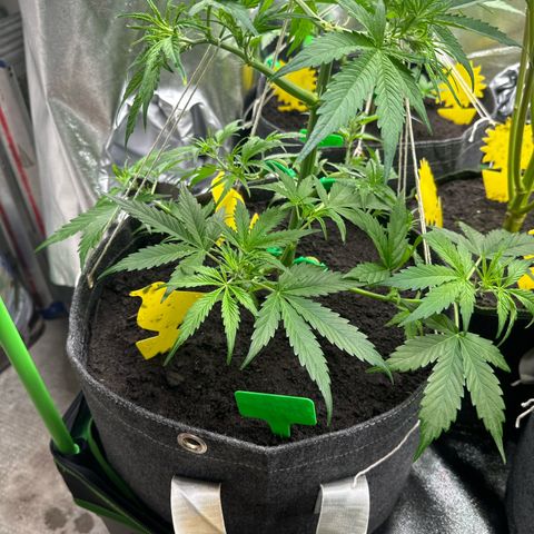 StrawZ # 1 growlog timeline photo