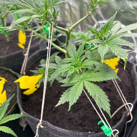 White Widow # 2 growlog timeline photo