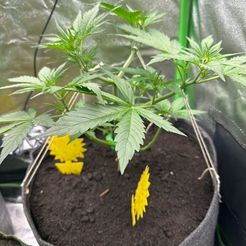 White Widow # 1 growlog timeline photo