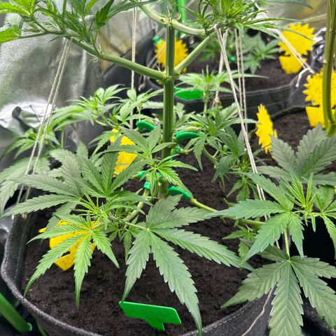 StrawZ # 1 growlog timeline photo