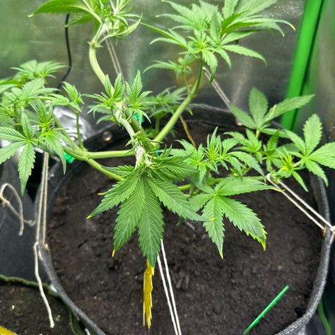 White Widow # 2 growlog timeline photo