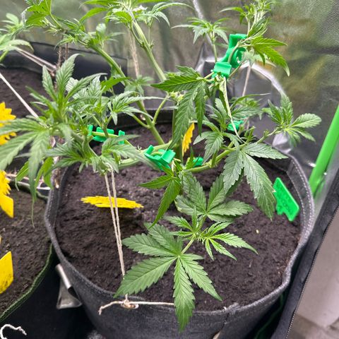 White Widow # 1 growlog timeline photo