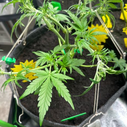 StrawZ # 2 growlog timeline photo