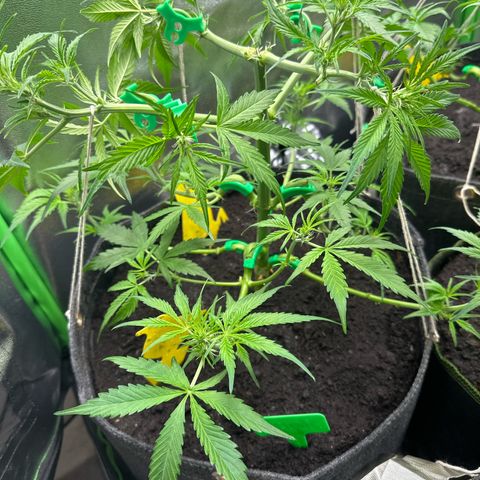 StrawZ # 1 growlog timeline photo