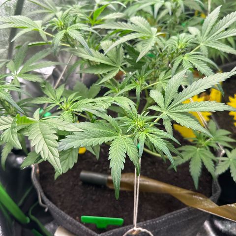 StrawZ # 2 growlog timeline photo