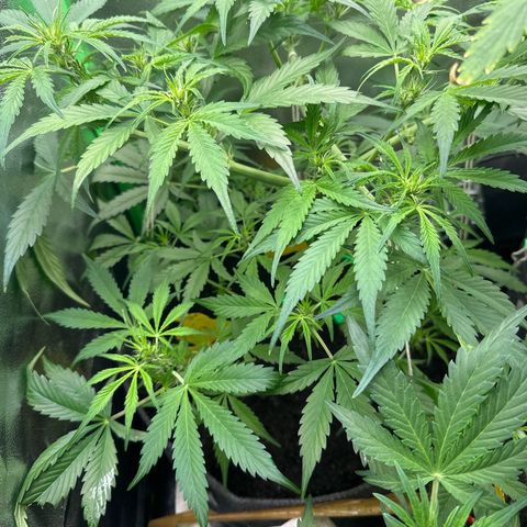 StrawZ # 1 growlog timeline photo