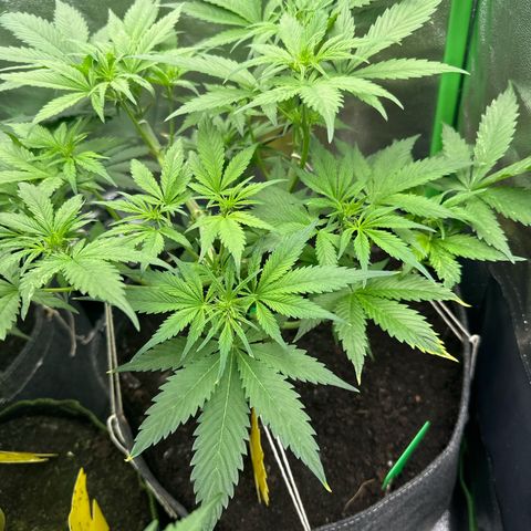 White Widow # 2 growlog timeline photo