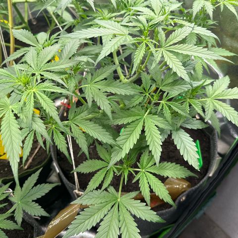White Widow # 1 growlog timeline photo