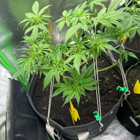 White Widow # 2 growlog timeline photo