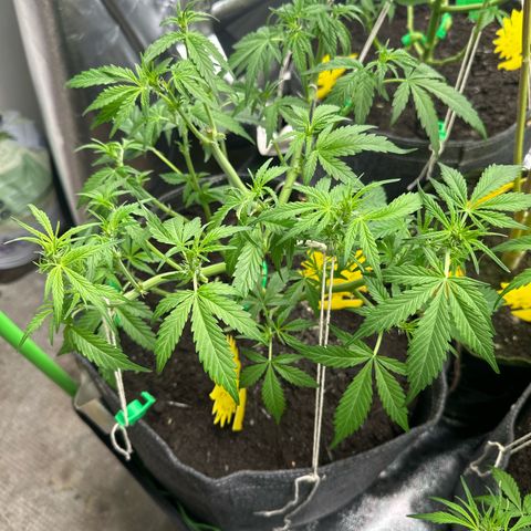 White Widow # 1 growlog timeline photo