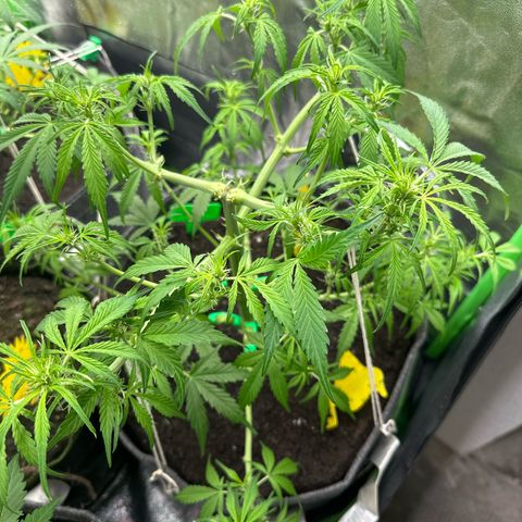 StrawZ # 1 growlog timeline photo