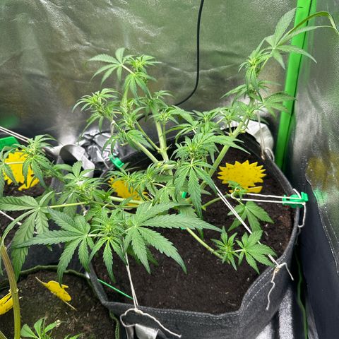 StrawZ # 2 growlog timeline photo
