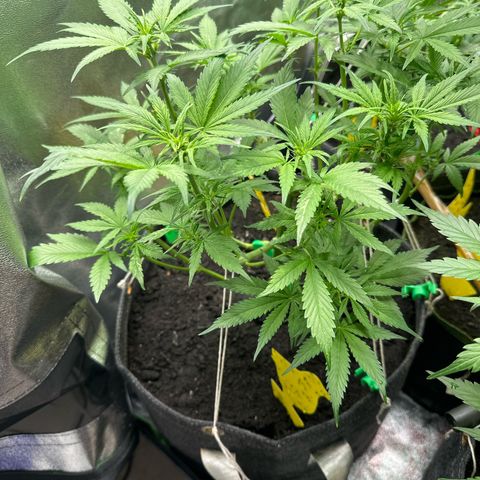 White Widow # 2 growlog timeline photo