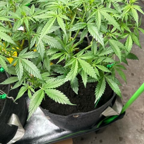 White Widow # 1 growlog timeline photo