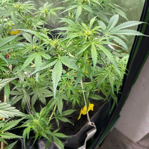 StrawZ # 1 growlog timeline photo