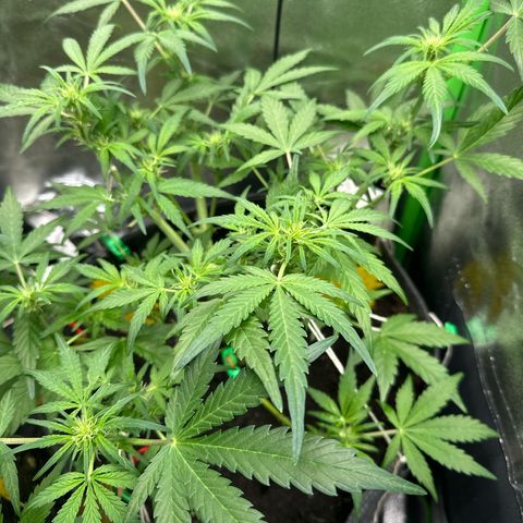 StrawZ # 2 growlog timeline photo